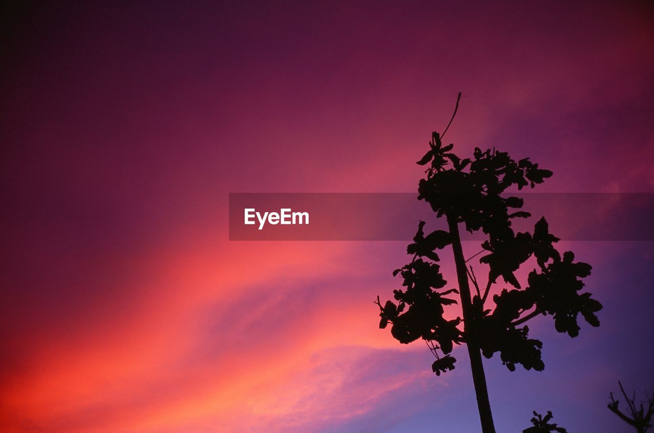 Low angle view of silhouette tree against sky
