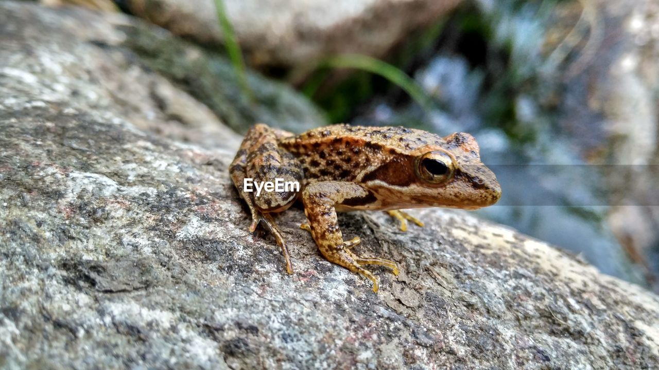 LIZARD ON ROCK