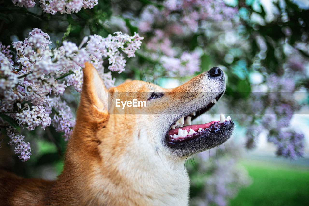 CLOSE-UP OF A DOG LOOKING AWAY ON FLOWER