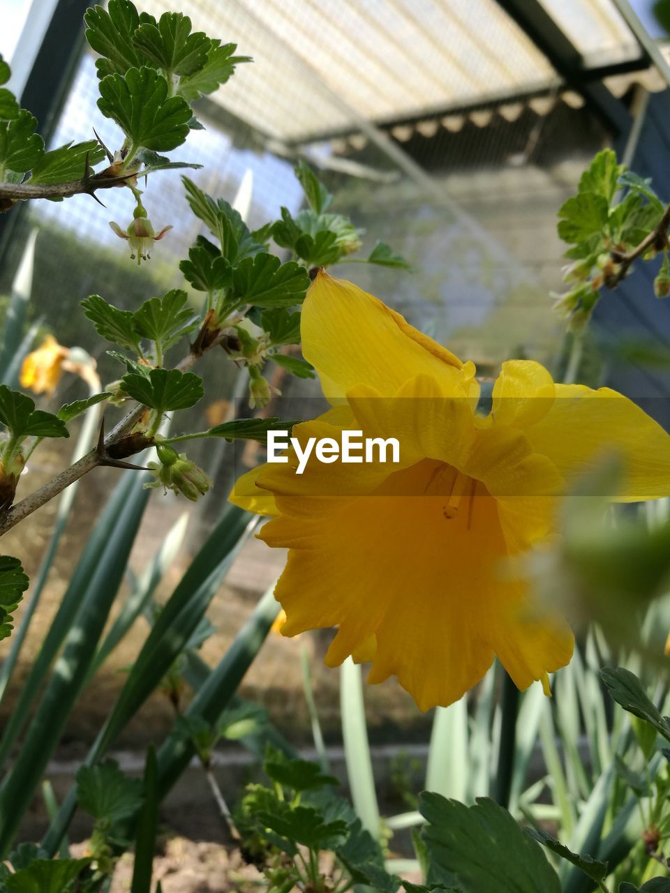 CLOSE-UP OF YELLOW FLOWER BLOOMING