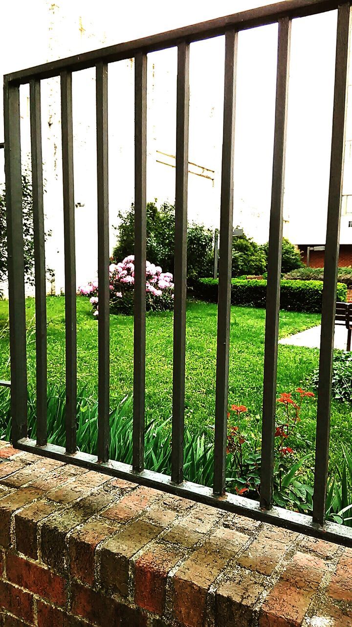 PLANTS GROWING ON FENCE