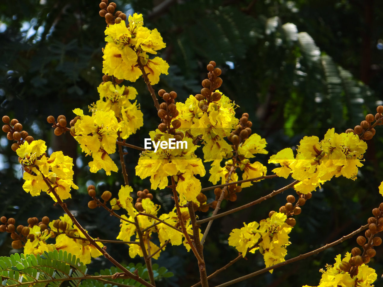 CLOSE-UP OF YELLOW FLOWERING PLANT IN SUNLIGHT