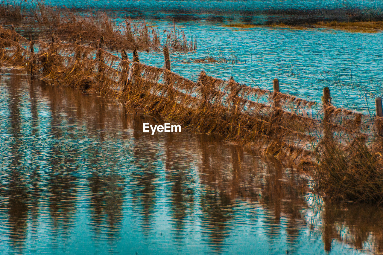 REFLECTION OF TREES IN LAKE