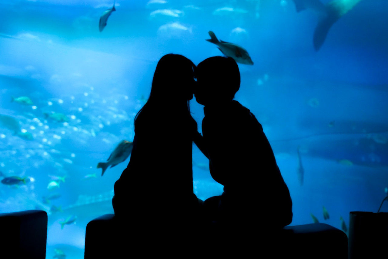 silhouette, aquarium, animals in captivity, tank, wildlife, animal themes, animal, animal wildlife, fish, sea, underwater, water, two people, group of animals, marine mammal, sea life, marine, indoors, women, men, adult, emotion, glass, swimming, togetherness, nature, positive emotion, looking, watching, child, transparent, blue, large group of animals, love, shark, childhood, female, back lit, fish tank, person, bonding
