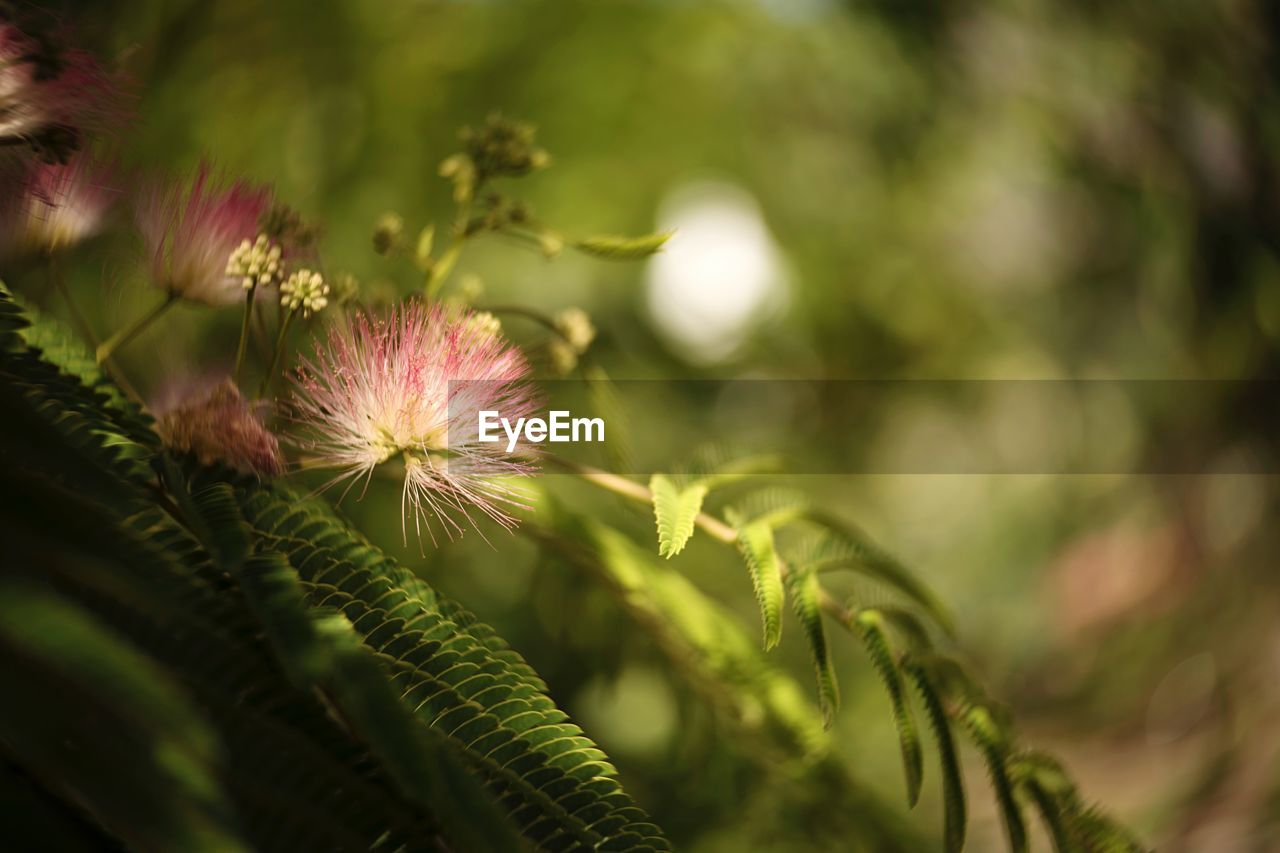 CLOSE-UP OF PINK FLOWER