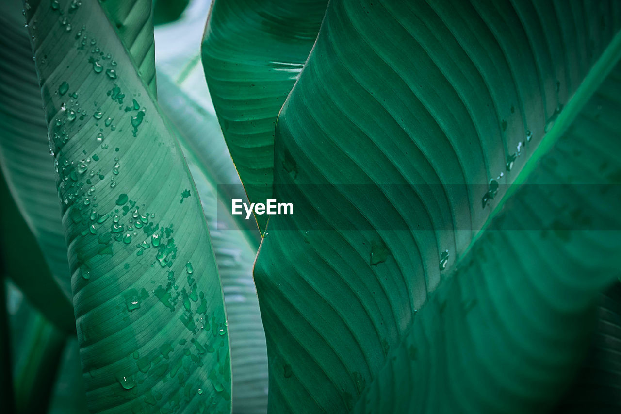 CLOSE-UP OF GREEN LEAVES