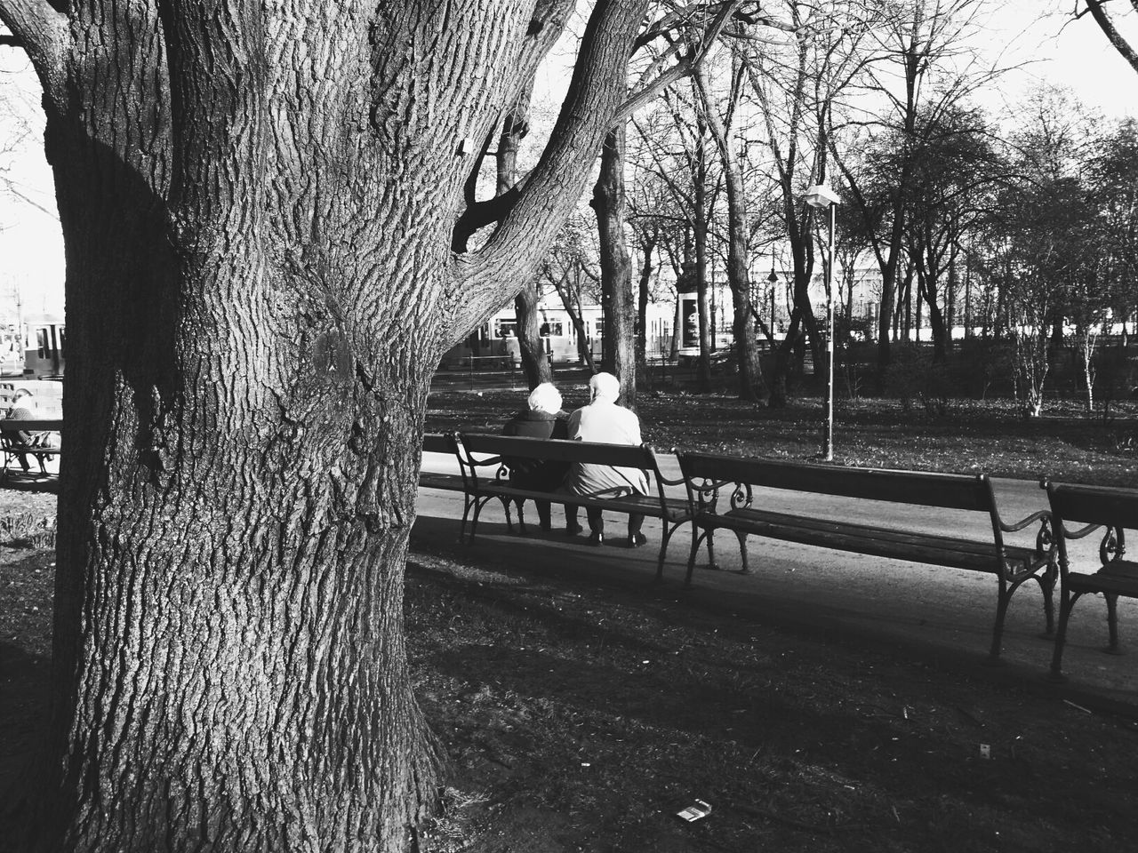 VIEW OF TREES