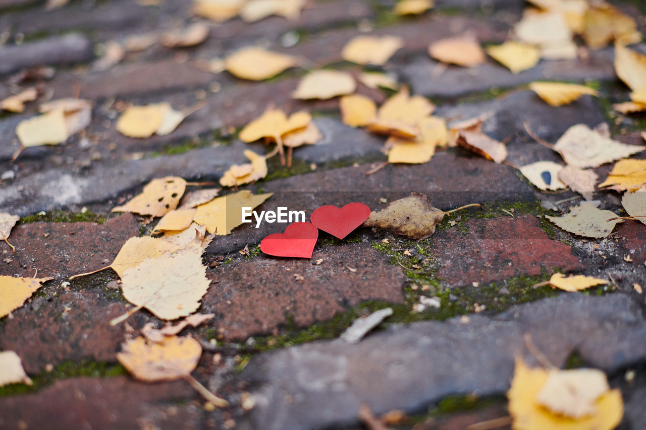 SURFACE LEVEL OF DRY LEAVES ON GROUND