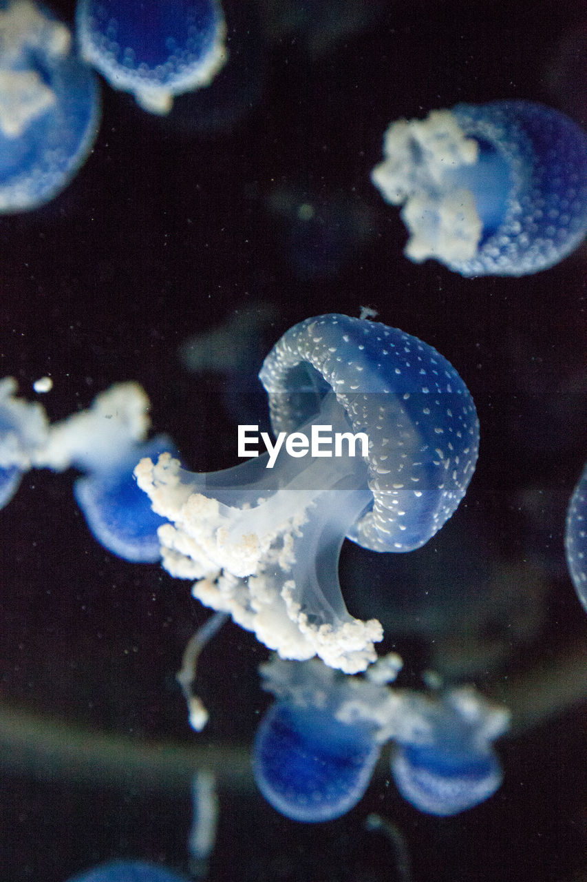 Blue colored australian spotted jellyfish phyllorhiza punctata floats peacefully in marine water.
