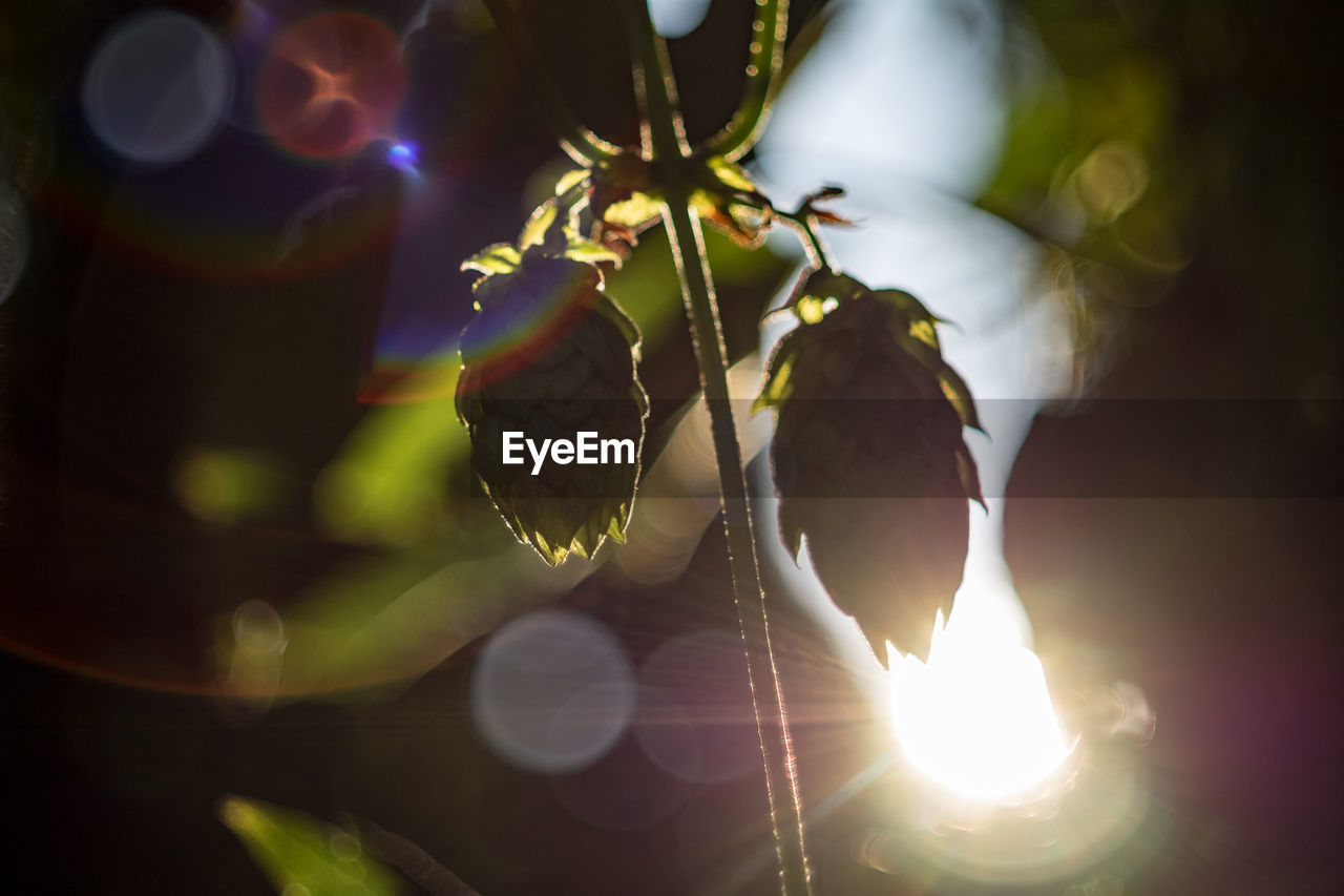 CLOSE-UP OF SUNLIGHT STREAMING THROUGH FLOWER