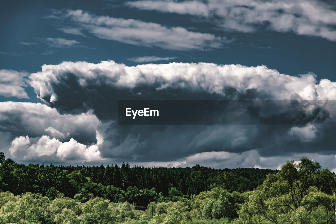 SCENIC VIEW OF TREES AGAINST SKY