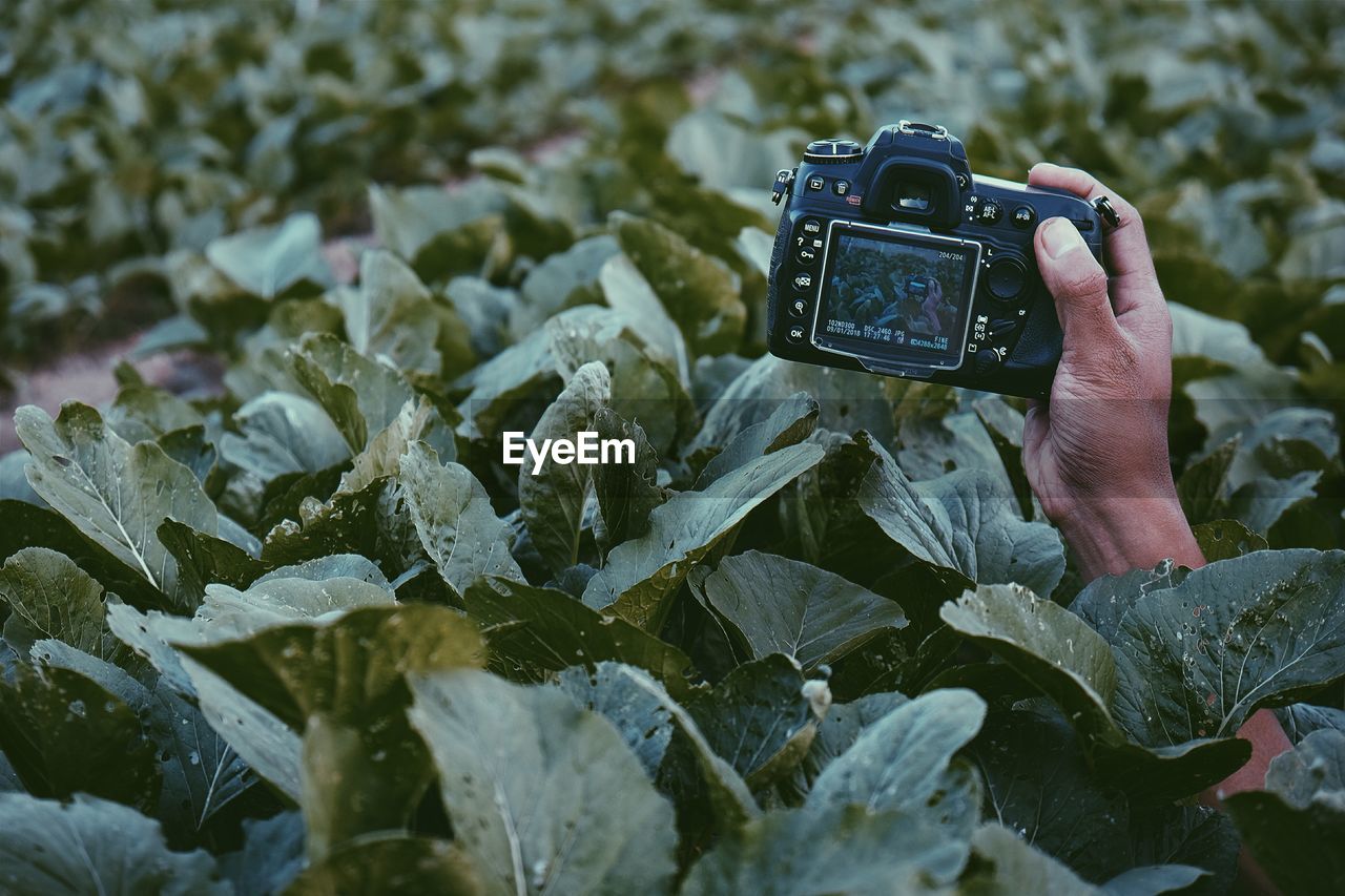 Cropped hand of person holding camera amidst plants