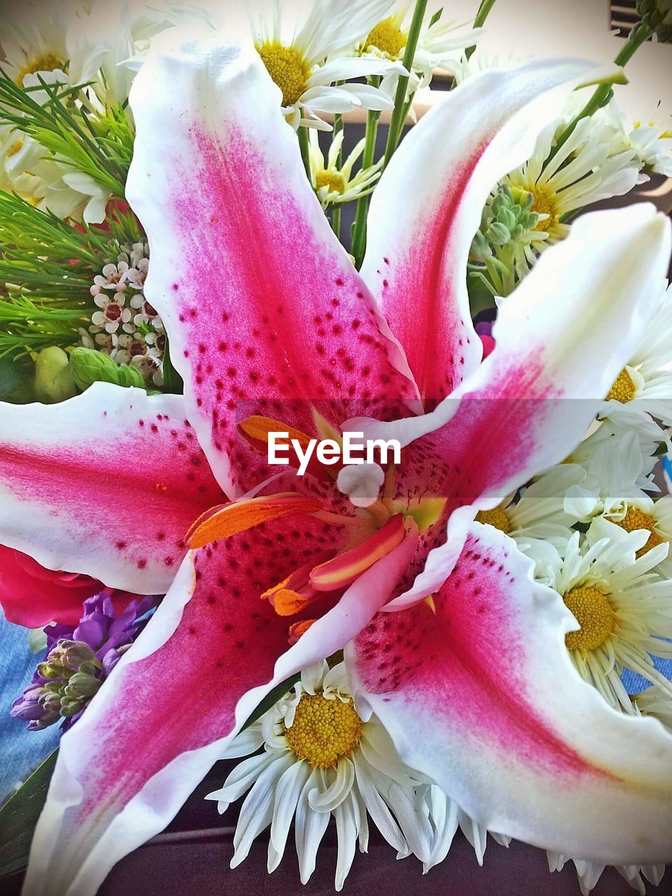 CLOSE-UP OF PINK FLOWERS