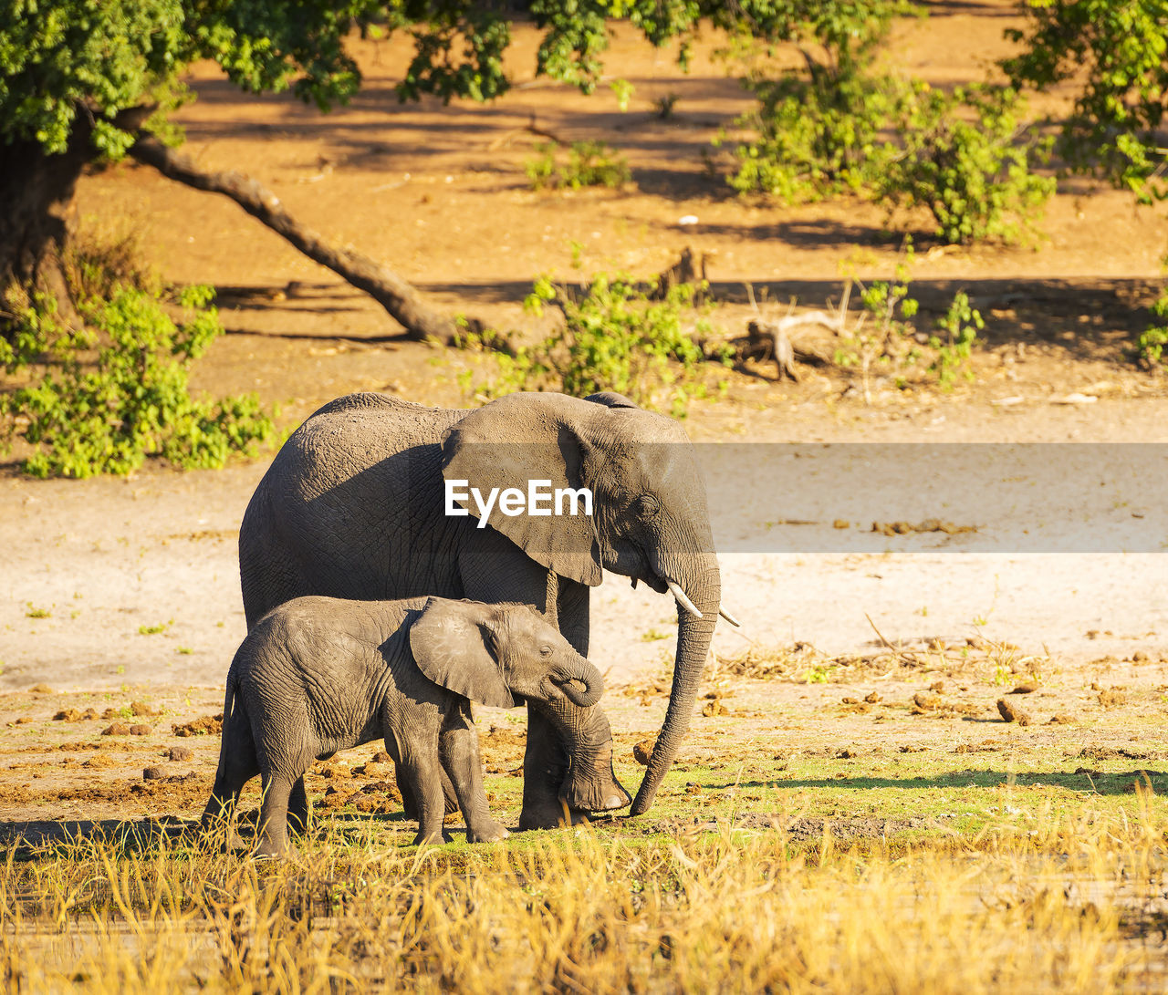 elephants walking on field