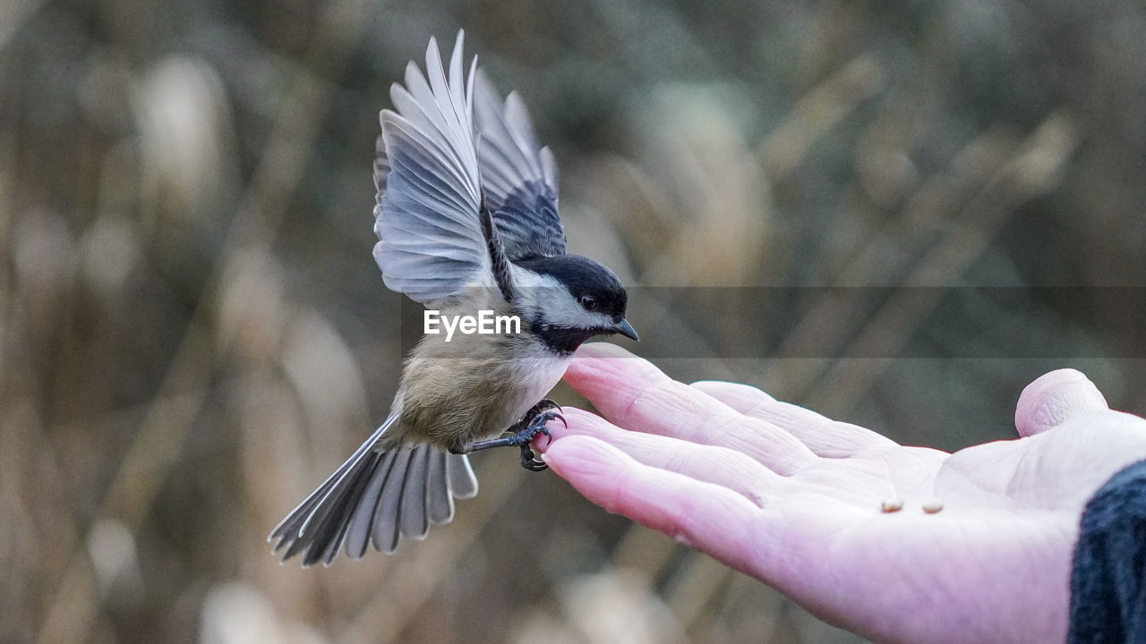 CLOSE-UP OF A HAND FEEDING