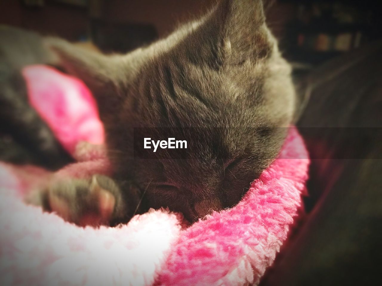 CLOSE-UP OF CAT SLEEPING ON GROUND