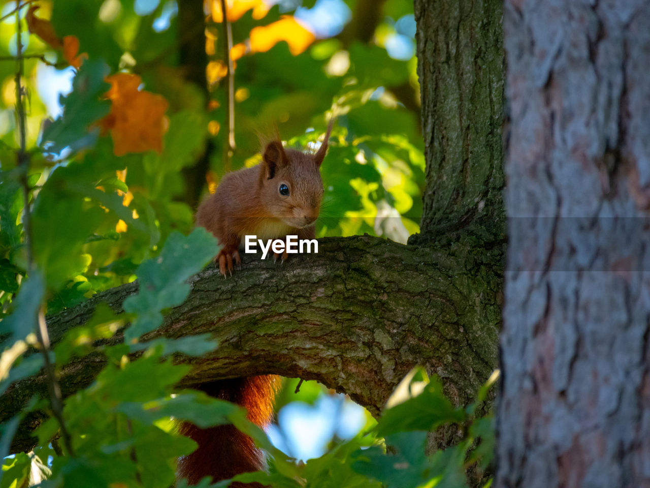 CLOSE-UP OF SQUIRREL ON TREE