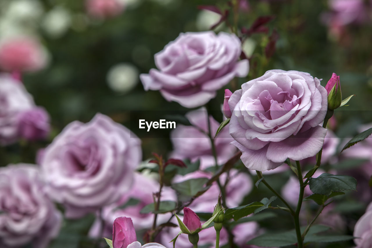 Close-up of purple roses blooming in park