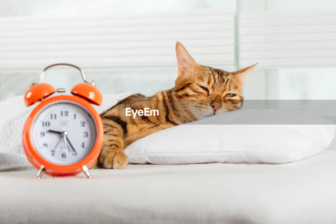 A beautiful red cat is resting on a pillow. sleeping bengal cat.