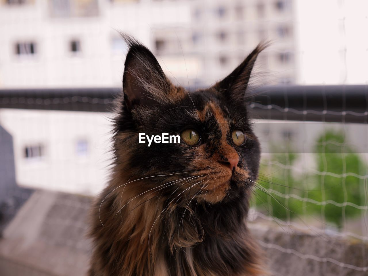 CLOSE-UP OF A CAT LOOKING AWAY