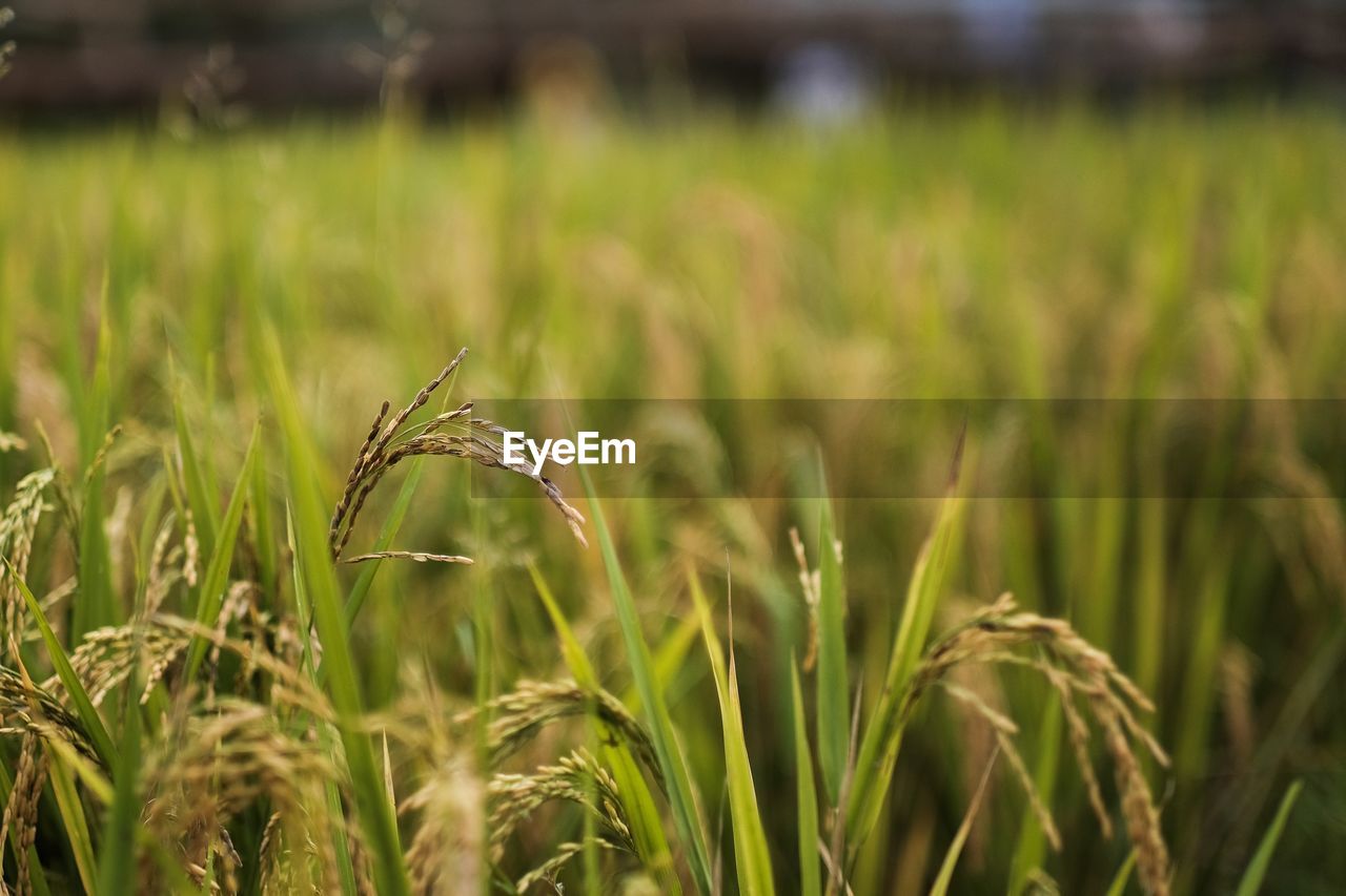 CLOSE-UP OF CROPS GROWING IN FIELD