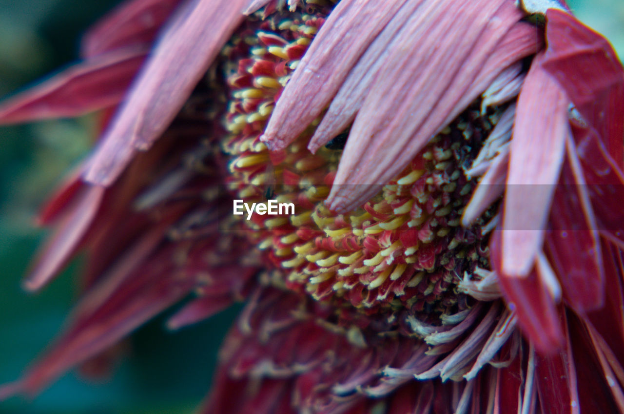 CLOSE UP OF RED FLOWERING PLANT