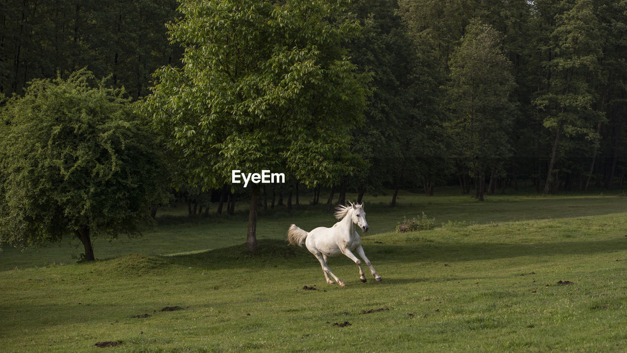 VIEW OF DOG ON FIELD