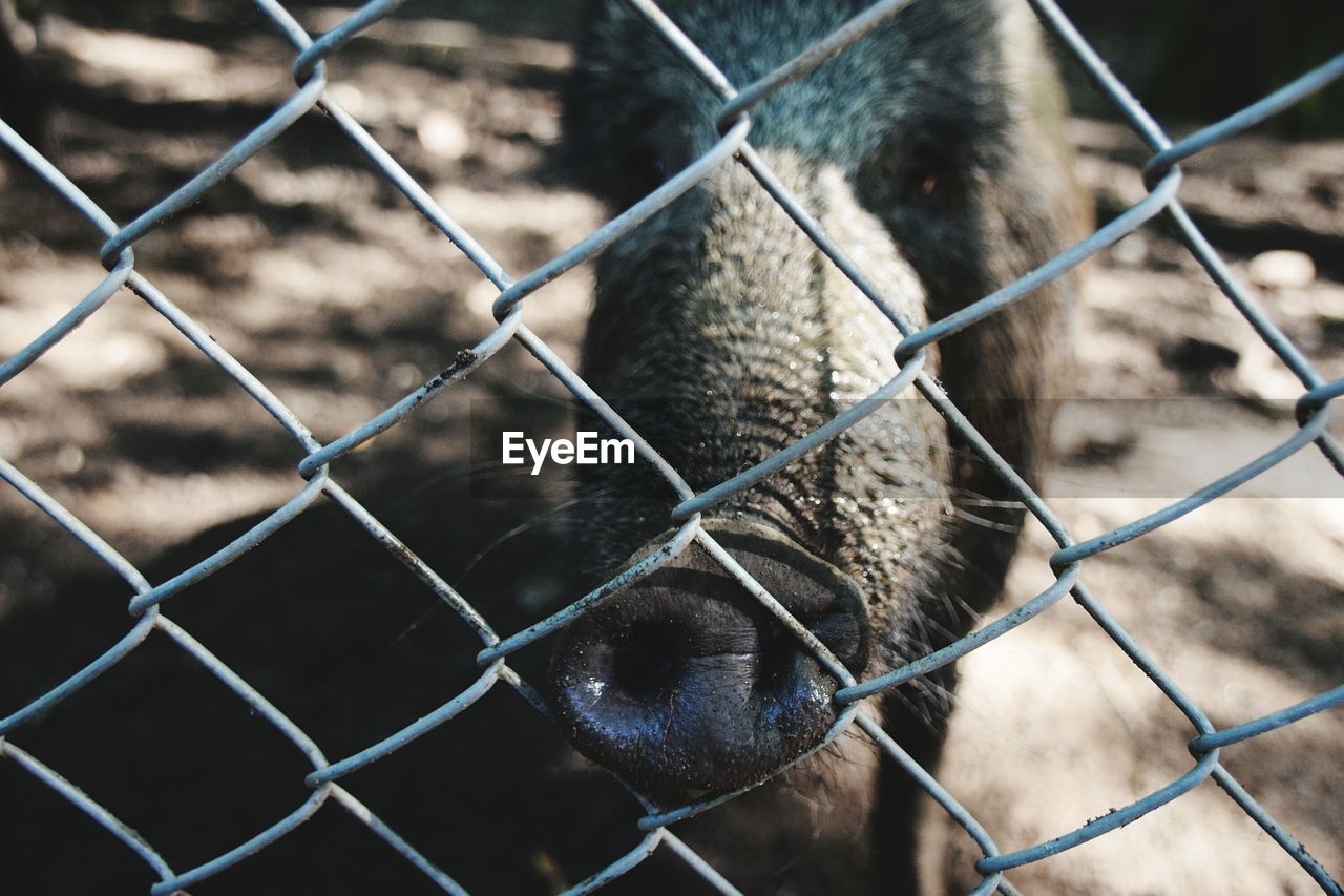 Close-up of pig in front of chainlink fence on field