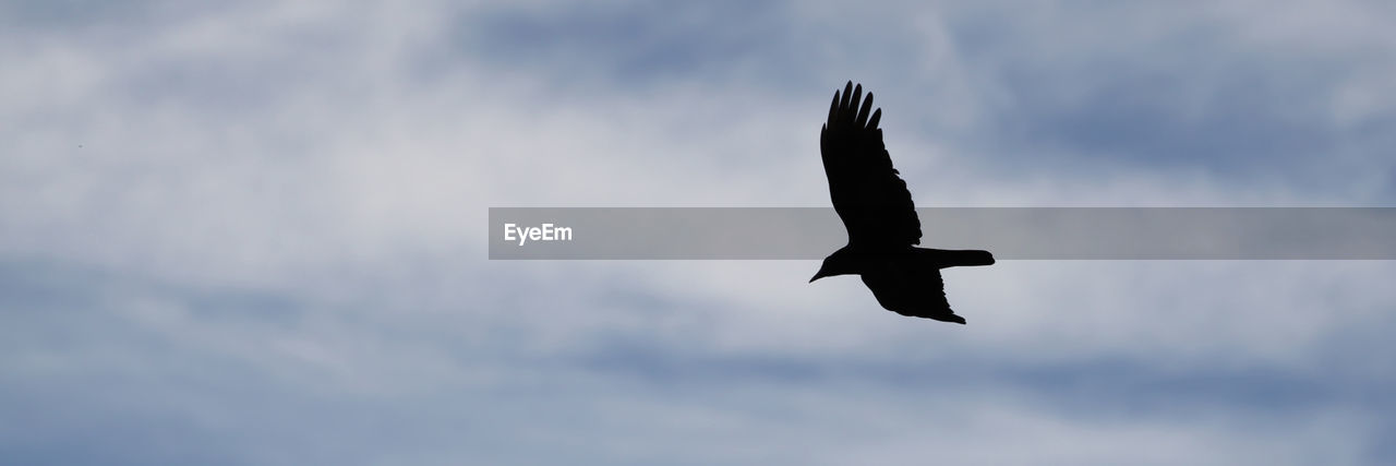 LOW ANGLE VIEW OF BIRDS FLYING IN SKY