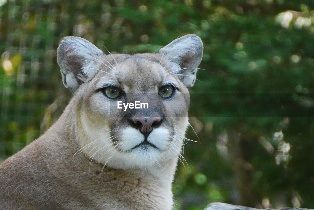 Close-up of mountain lion