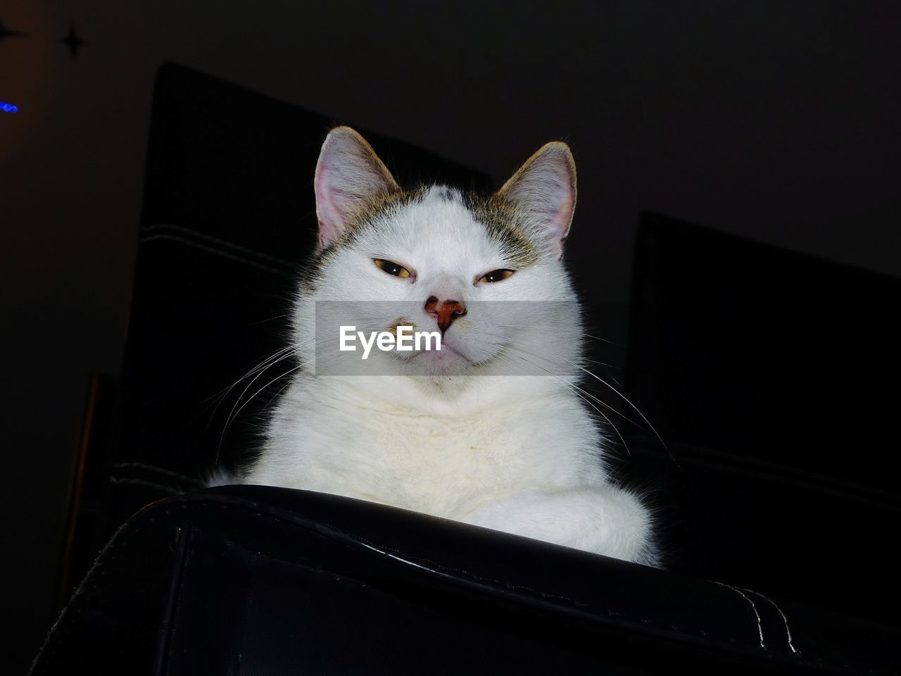 Close-up portrait of cat at home