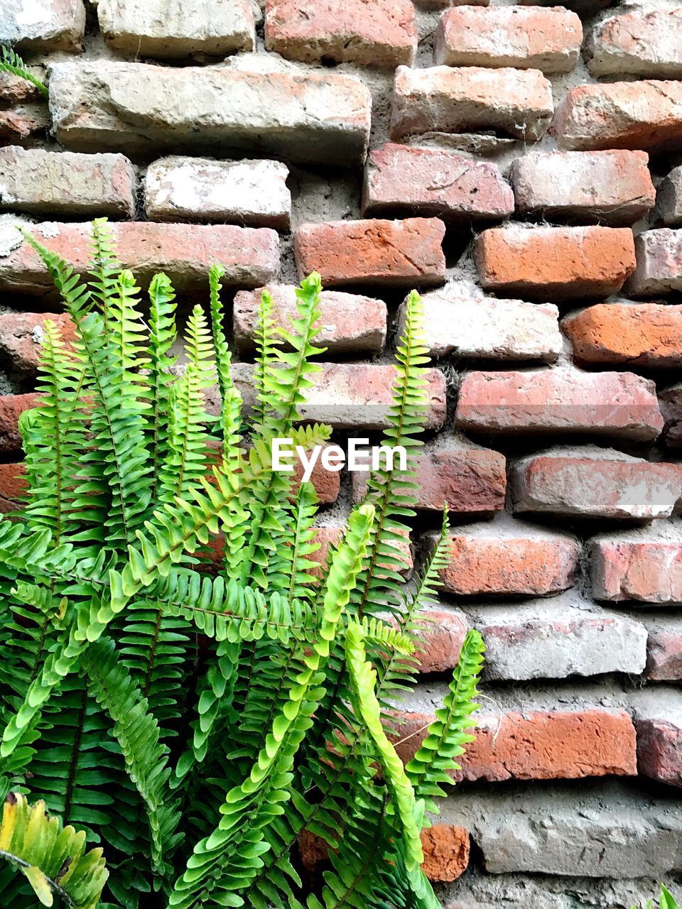 CLOSE-UP OF PLANT GROWING ON WALL