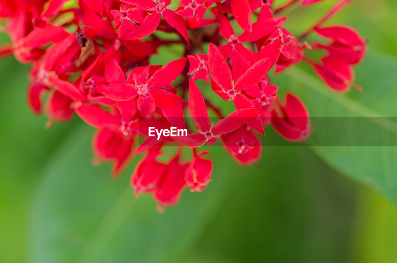 CLOSE-UP OF RED FLOWERS BLOOMING