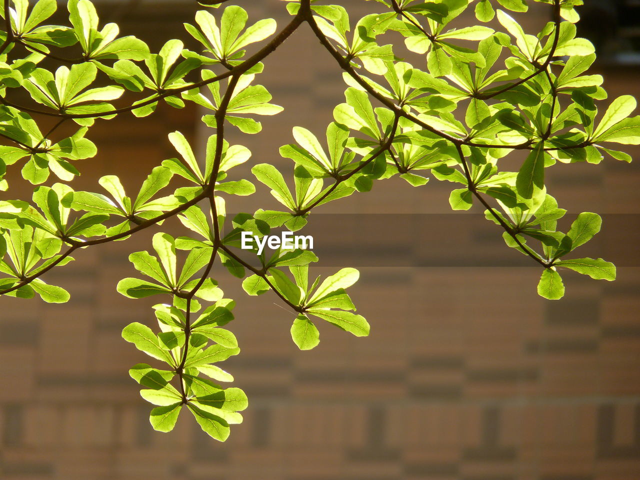 Close-up of leaves