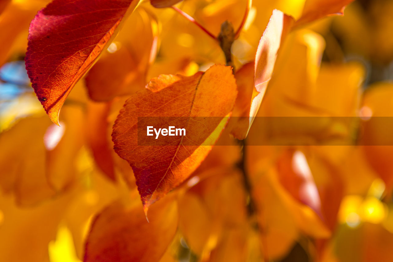 Close-up of orange flowers during autumn