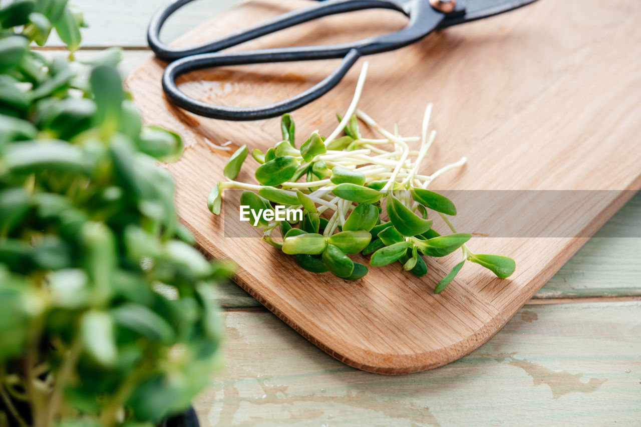 Freshly cut sunflower microgreen shoots on the chopping board in the kitchen