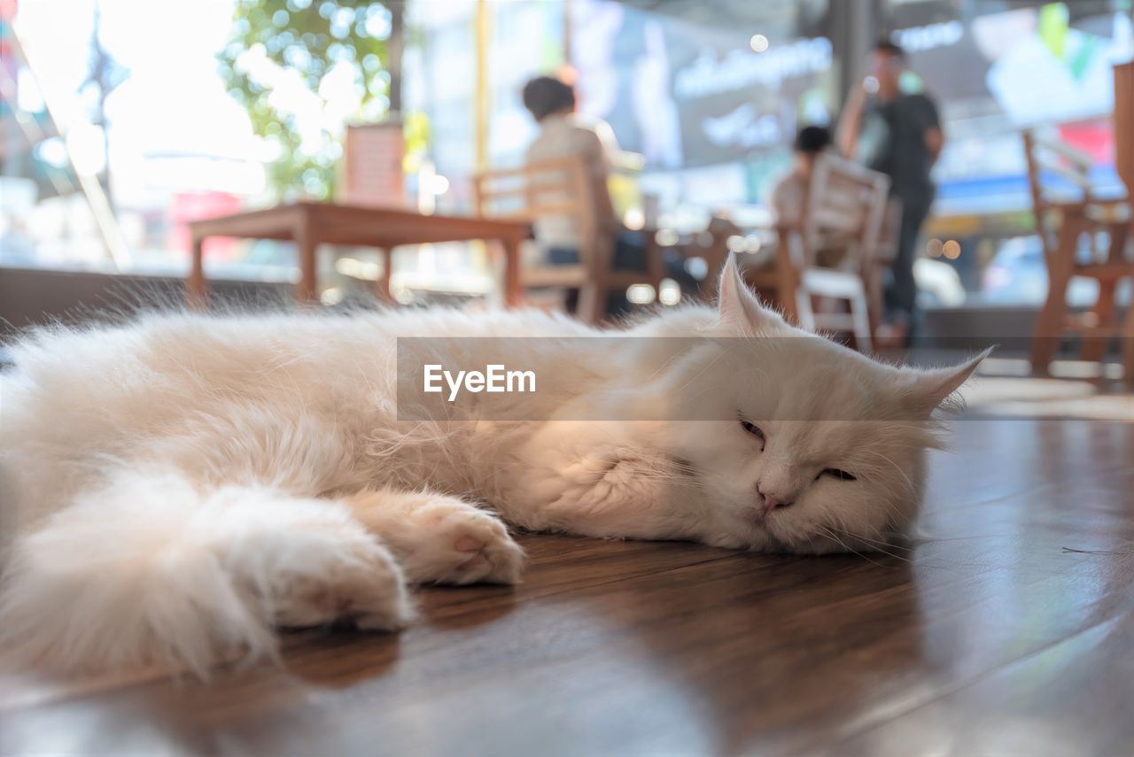 WHITE CAT SLEEPING ON TABLE