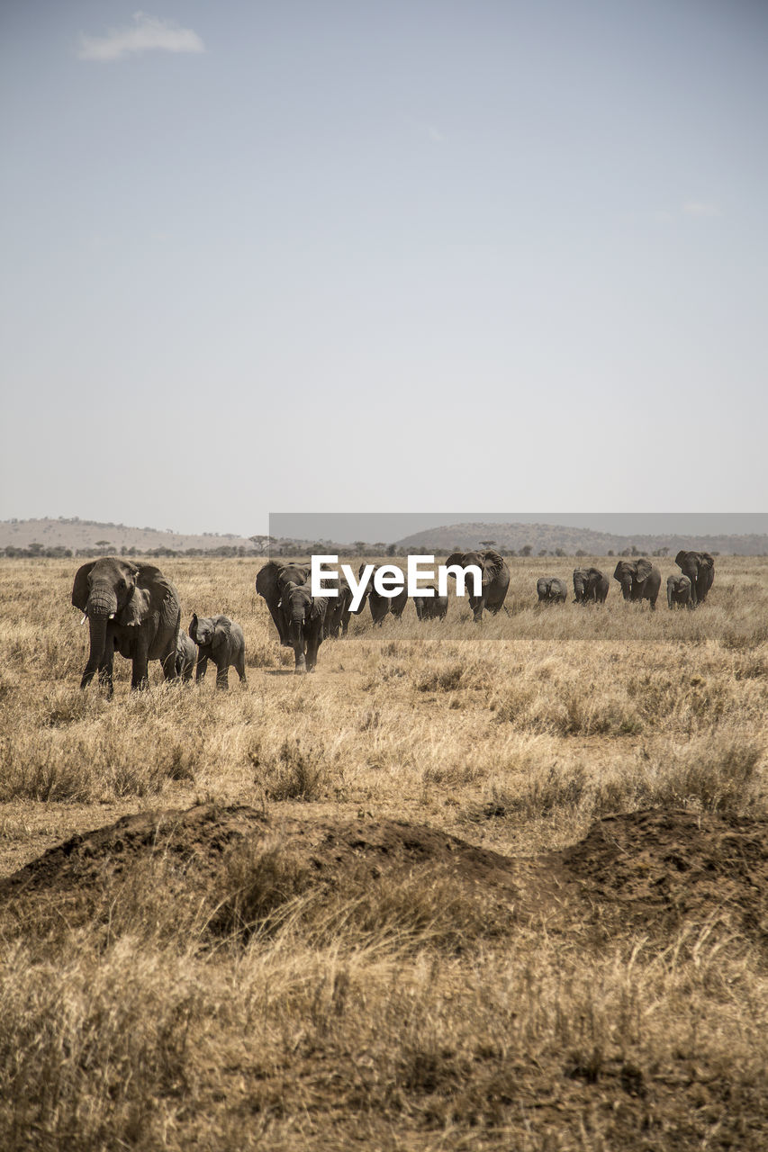 Elephants on field against sky