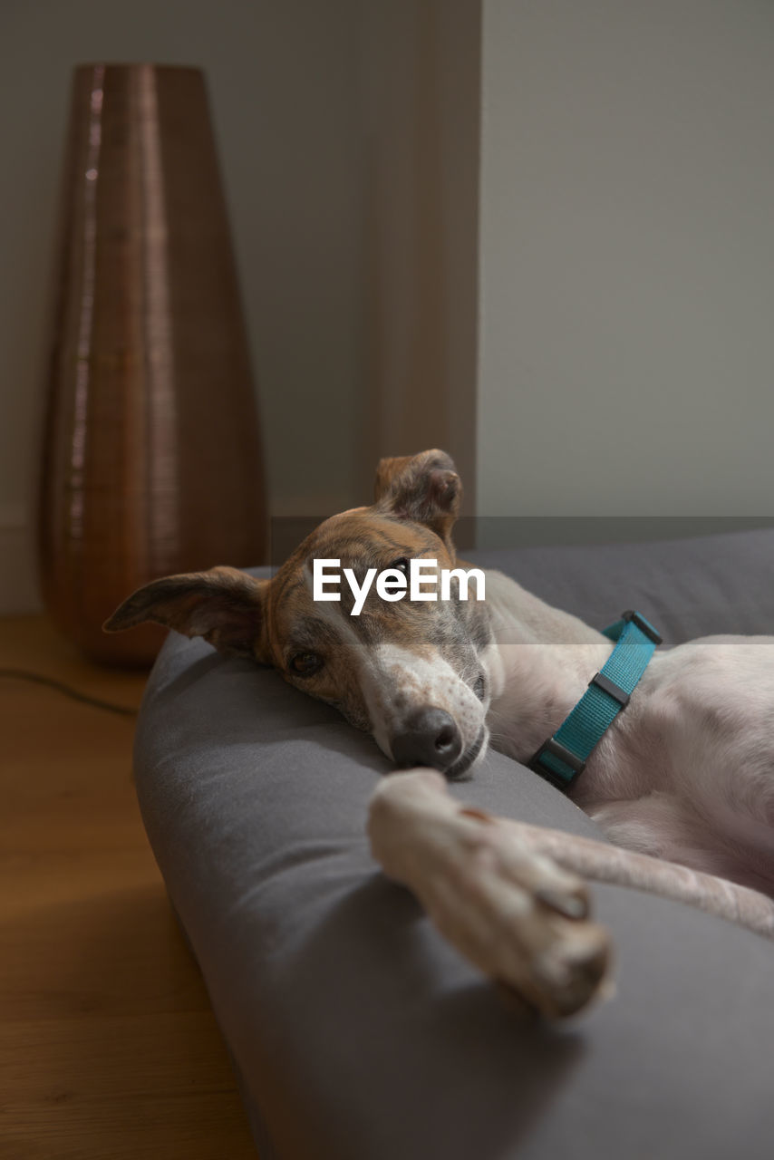 Medium vertical portrait of a big pet greyhound reclining on her luxurious bed.