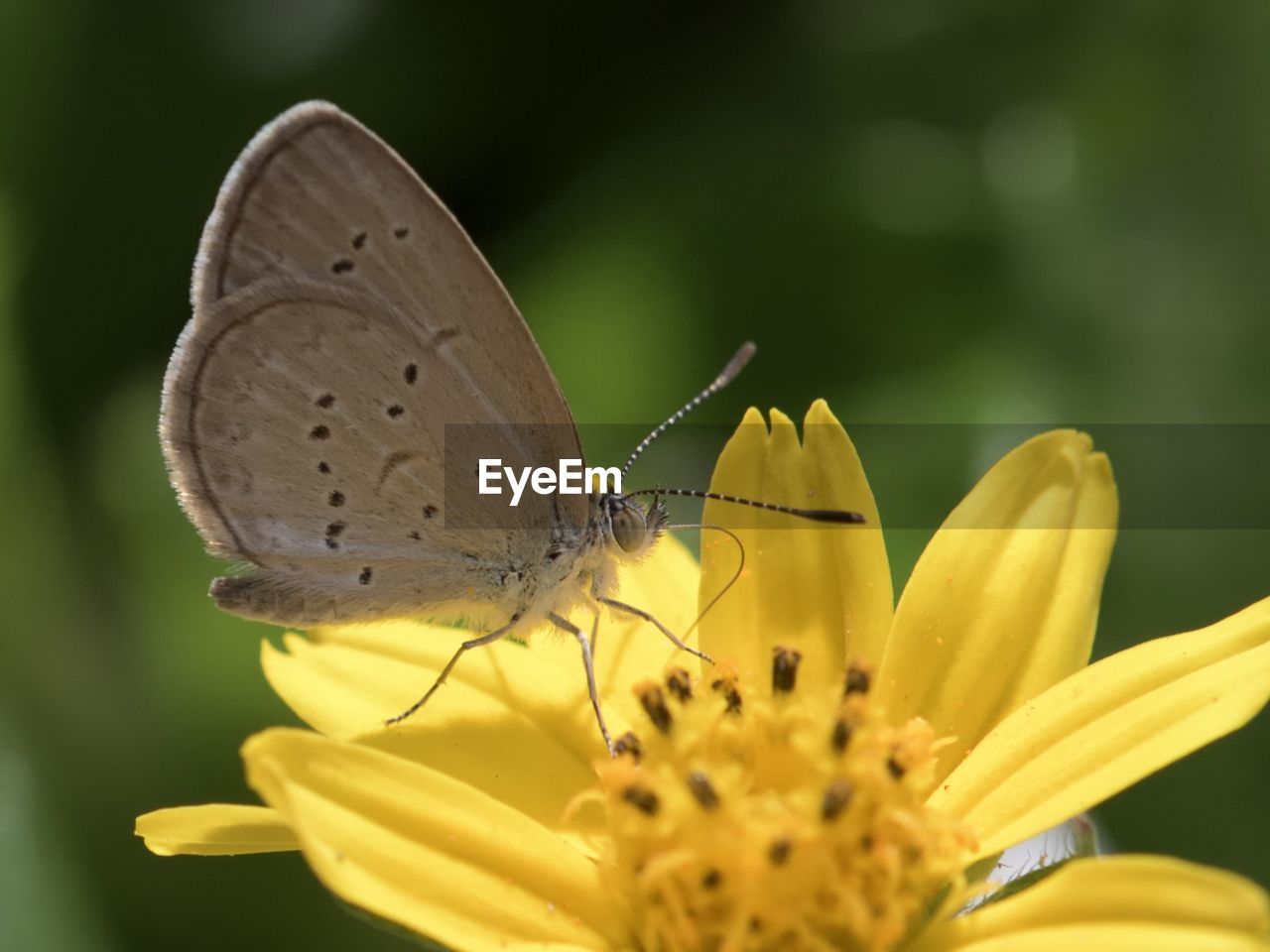 CLOSE-UP OF BUTTERFLY POLLINATING ON YELLOW FLOWERS