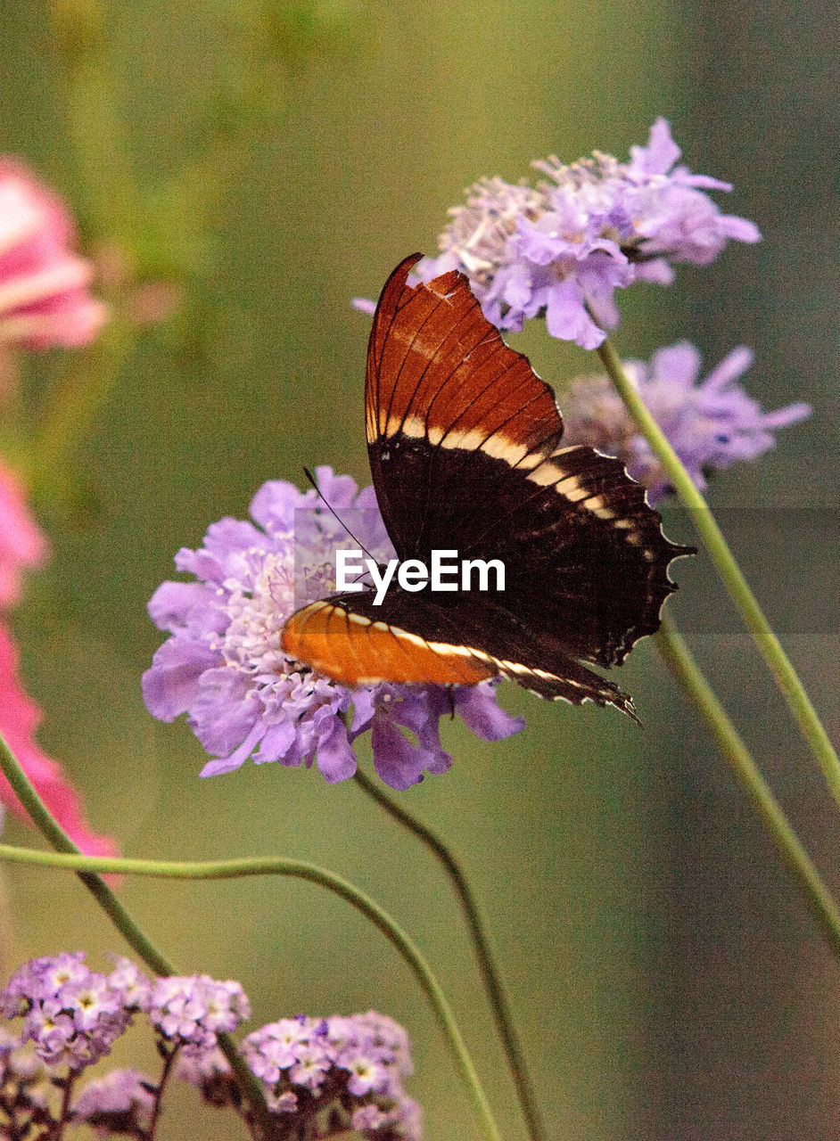 CLOSE-UP OF BUTTERFLY POLLINATING ON PURPLE FLOWERS