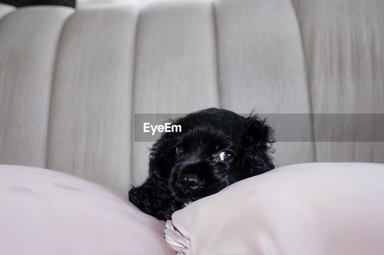 CLOSE-UP OF BLACK DOG IN SOFA