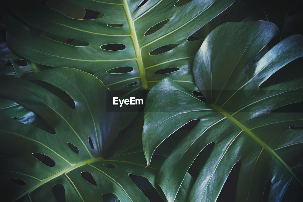 Green leaves of monstera plant in dark tone color as tropical natural pattern background