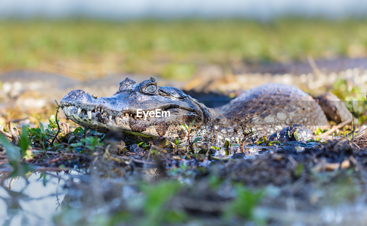 Close up of cayman in a lake