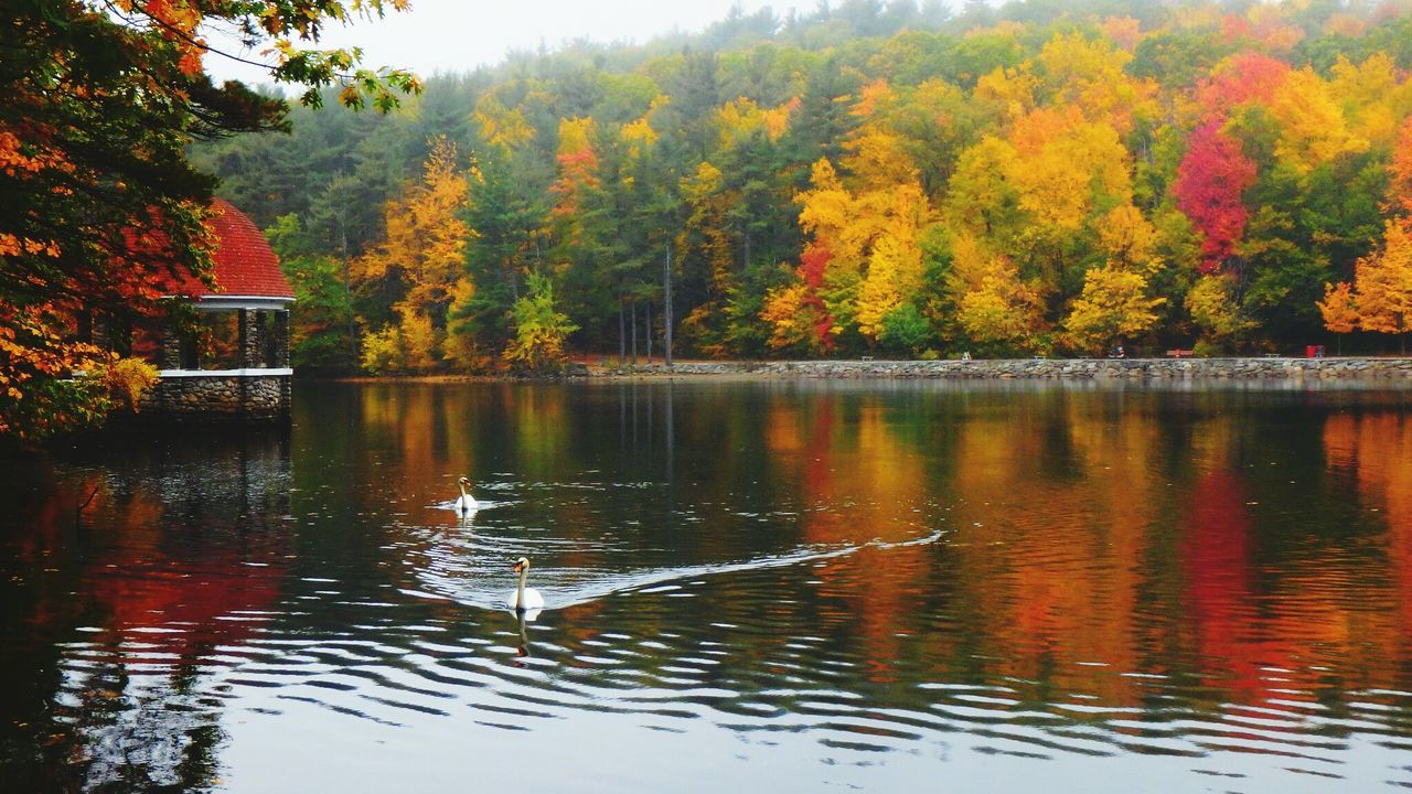 Scenic view of lake by trees during autumn