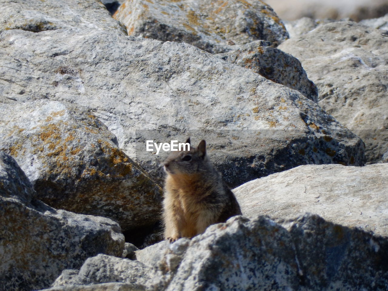 Squirrel resting amidst rocks