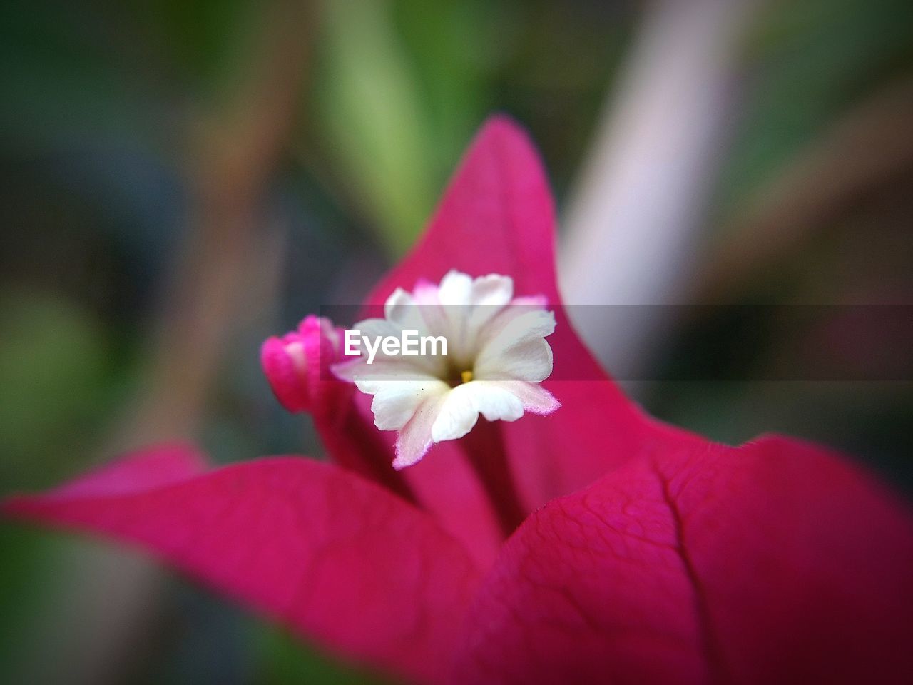 CLOSE-UP OF HIBISCUS