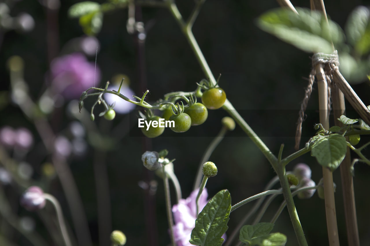 CLOSE-UP OF FRUITS GROWING ON PLANTS