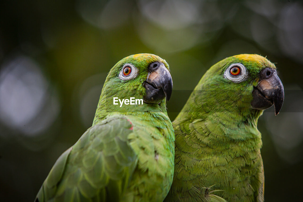 Scaly naped parrots (amazona mercenaria)