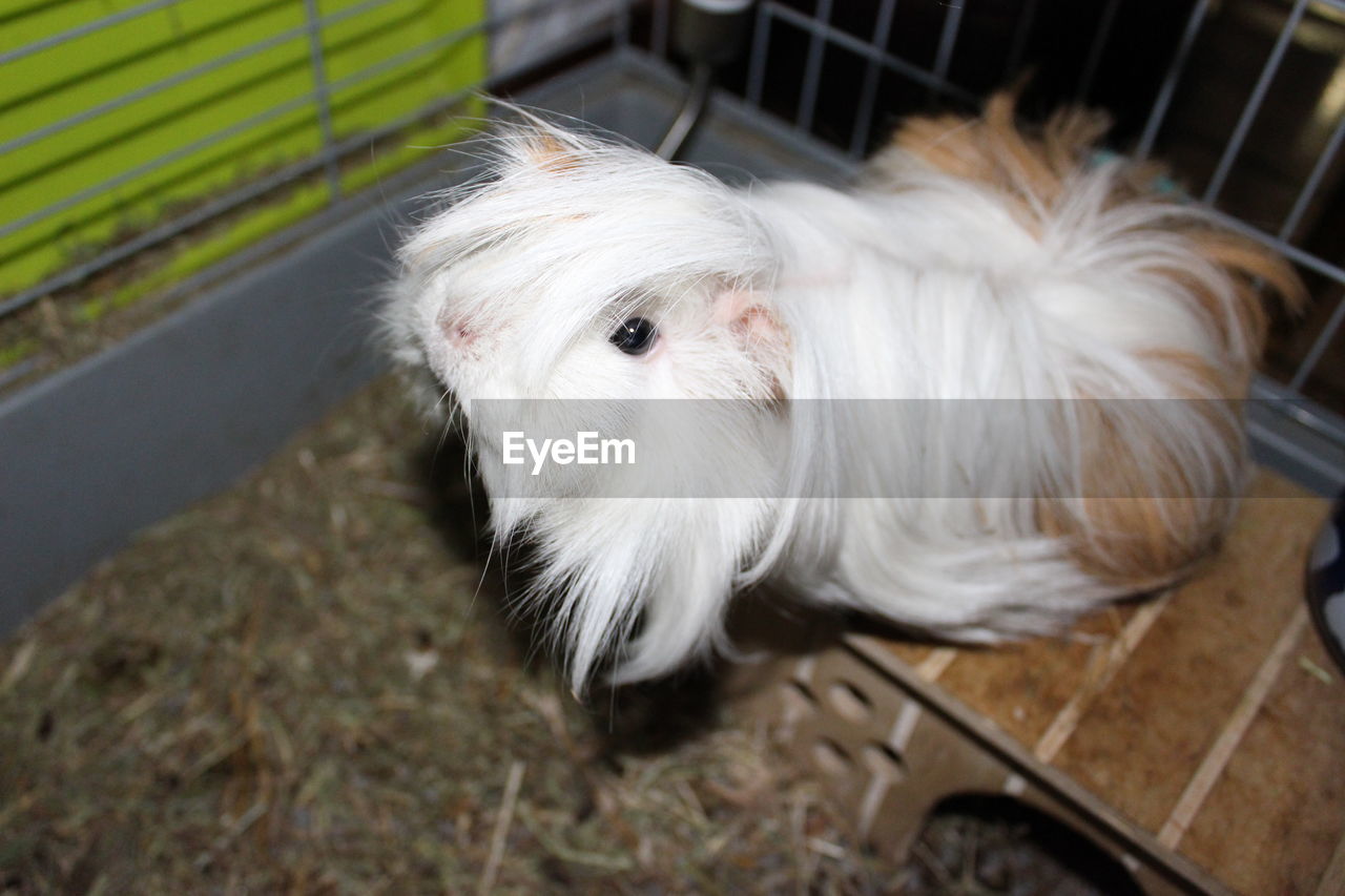 High angle view of guinea pig in cage at home